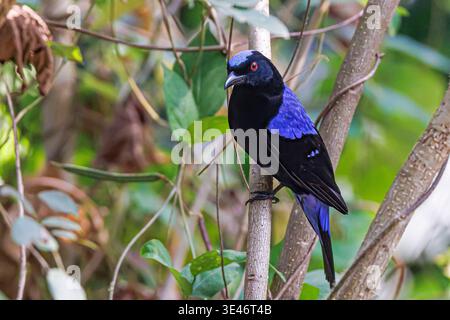 Indien, Kerala, Munnar, asiatischer Märchenbluebird (Irena puella) Stockfoto