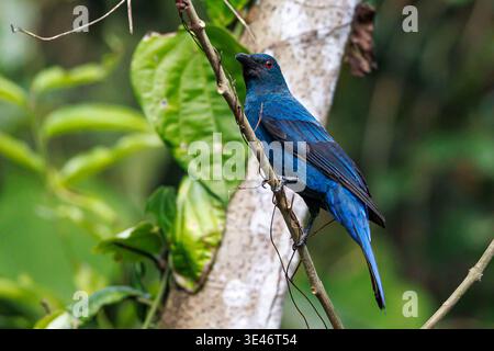Indien, Kerala, Thattekad, asiatische Fee Blauvogel Weibchen (Irena puella) Stockfoto