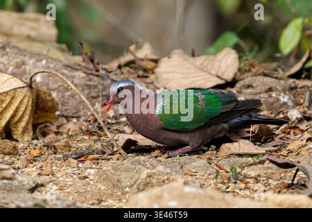 Indien, Kerala, Thattekad, gemeine Smaragdtaube (Chalcophaps indica) Stockfoto