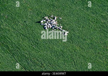 Frankreich, Doubs, Herde von Kühen, die mitten auf einer Weide gesammelt wurden (aus der Vogelperspektive) Stockfoto