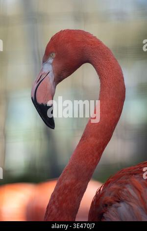 Nahaufnahme eines rosafarbenen Flamingotos mit Kopf und Hals, selektiver Fokus, natürlicher Hintergrund, Vogelfotografie. Stockfoto