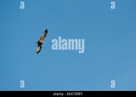 Schwarzer Drachen (Milvus migrans), der am klaren blauen Himmel aufsteigt. Raubvogel im Flug. Kopierbereich Stockfoto
