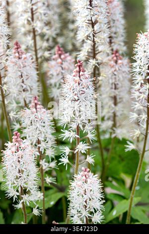 Schaum-Blume, Kraut (Tiarella 'Frühlingssinfonie', Tiarella Frühlingssinfonie), Blüte, Cultivar Frühlingssinfonie Stockfoto