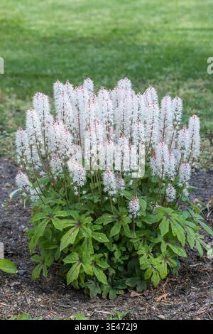 Schaum-Blume, Kraut (Tiarella 'Frühlingssinfonie', Tiarella Frühlingssinfonie), Blüte, Cultivar Frühlingssinfonie Stockfoto