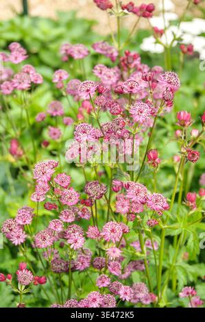 Großes Meisterwort (Astrantia Major 'Rubra', Astrantia Major Rubra), blühend, Sorte Rubra, Niederlande Stockfoto