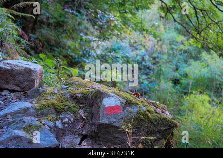 Nahaufnahme einer rot-weiß gemalten Wanderroute auf einem moosbedeckten Felsen, umgeben von üppigem Grün, kleinen Pflanzen und Waldunterholz Stockfoto