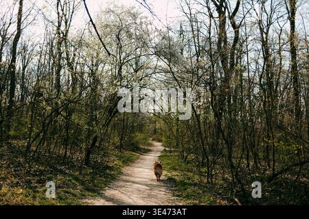 Australischer Schäferhund, der auf einem gewundenen Waldweg unter blühenden Bäumen im warmen Licht spaziert. Ideal für Reisekonzepte, Tierleben und Freiheit Stockfoto