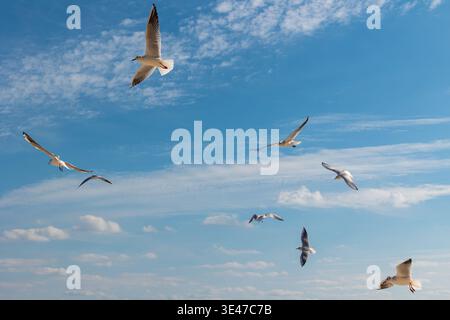 Möwen Fliegen Über Kopf. Vögel Fliegen Im Sommer Durch Die Wispy Wolken Über Den Weitläufigen Blauen Ozean Stockfoto