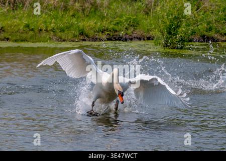 Ein wunderschöner weißer, stummer Schwan, der einer Kanadas-Gans nachgeht, die ihren Zygneten nahe kam. Sehr beeindruckend! Stockfoto
