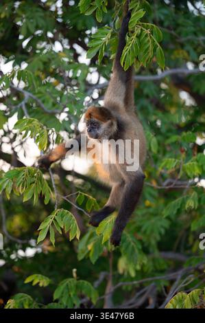 Ein Affe hängt an einem Baumzweig im Abendlicht Stockfoto