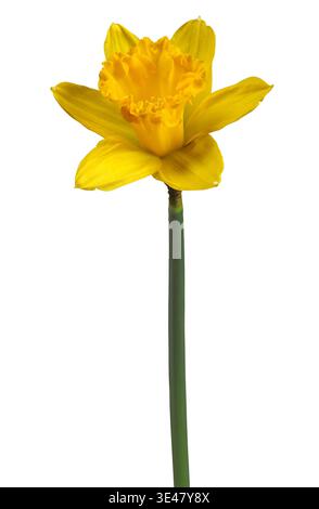 Einzelne gelbe Narzissen-Blüte isoliert auf weißem Hintergrund Stockfoto