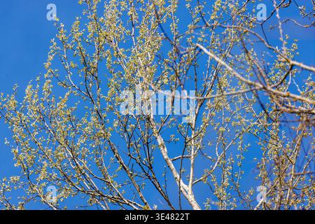 Weiße Pappelbäume (Populus alba) Stämme und Äste vor blauem Himmel Stockfoto