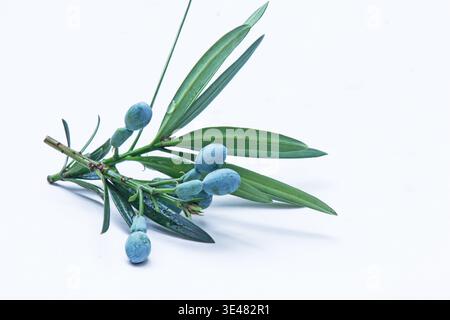 Pflaumenkiefer (Podocarpus elatus) Zweig mit Blättern und Samen auf weißem Hintergrund Stockfoto