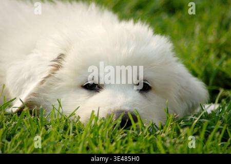 Nahaufnahme eines Pyrenäen-Sennenhund-Welpen, der im grünen Gras liegt und nur den Kopf zeigt. Entzückender junger Viehhalter, der einen sonnigen Tag genießt, per Stockfoto