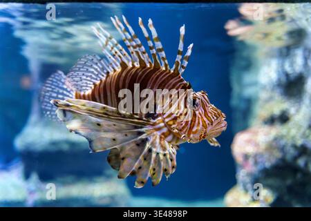 Löwenfische Pterois schwimmen in einem blauen Wasseraquarium. Schönes, aber gefährliches Meerestier mit Streifenmuster und langen Fächerflossen in einem Ozeanarium. Hochwertige Fotos Stockfoto