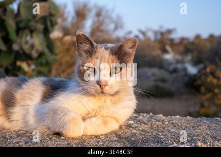 Streunende Calico-Katze, die auf einer Steinmauer im goldenen Nachmittagslicht ruht. Stockfoto