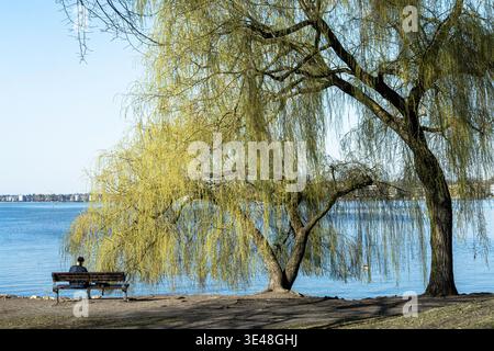 Große Trauerweide am See mit entspannender Person auf der Bank Stockfoto
