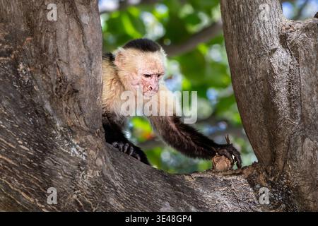 Weißgesichts-Kapuzineraffen, der von einem Baumzweig im tropischen Wald auf der Papagayo-Halbinsel, Costa Rica, reicht. Stockfoto