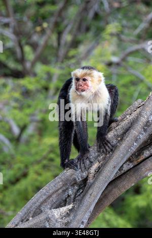 Weißgesichtiger Kapuzineraffe (Cebus capucinus) auf Baumzweigen im tropischen Wald, Papagayo Halbinsel, Guanacaste, Costa Rica. Stockfoto