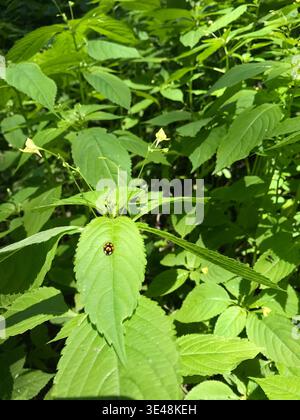 Harlequin Marienkäfer auf grünem Blatt im sonnendurchfluteten Laub Stockfoto