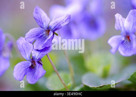 Lila süße Veilchen blühen im Frühlingswald Stockfoto