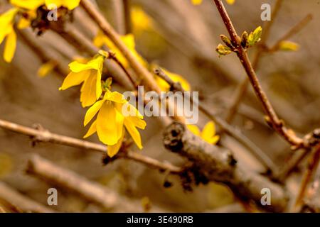 Gelbe Forsythia blüht im Frühjahr auf einem Zweig Stockfoto
