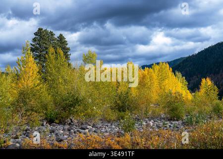 Gelbe Herbst Aspen Bäume und Sturmwolken. Herbstliche Darstellung gelber Blätter auf Aspenbäumen vor dunklen Sturmwolken. Stockfoto