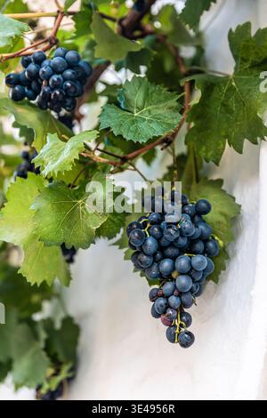 Blaue Traube auf dem Blatt mit grünen Blättern, bereit für Wein oder einen gesunden Snack, weiße Wand im Hintergrund. Stockfoto