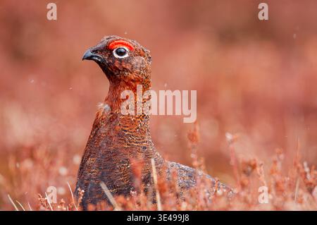 Männliche Schwarzhühner (Lyrurus tetrix) mit Schwanzfächerung auf Moorland-Habitat während der Brutsaison, Cairngorms National Park, Stockfoto
