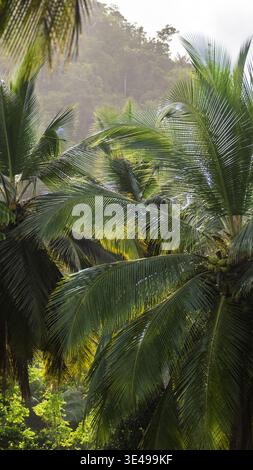 Blick auf üppig grüne Palmen mit Kokosnussschichten und einen nebeligen tropischen Wald auf den Hügeln Sao Tome und Principe. Stockfoto