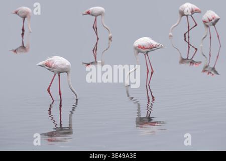 Blick auf größere Flamingos, die in flachem Wasser speisen, mit klaren Reflexen auf der ruhigen Oberfläche Swakopmund, Erongo Region, Namibia. Stockfoto