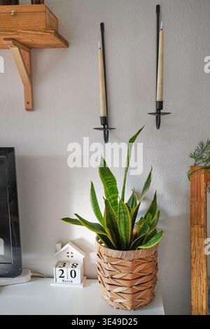 Eine gemütliche Szene im Innenraum mit einer Schlangenpflanze in einem gewebten Korb mit Wandkerzen Stockfoto