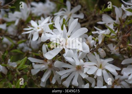 Stern-Magnolie, Magnolia stellata, Laubstrauch, Frühlingspflanzen, weiße Blüten, Frühling, Sträucher für kleine Gärten, pflegeleichte Pflanzen Stockfoto