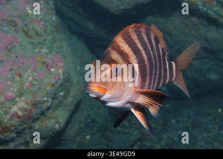 Red Moki (Cheilodactylus spectabilis), auch bekannt als Banded Morwong oder nanua, am felsigen Riff der Mermaid’s Kitchen im Taputeranga Marine Reserve, Wellington Stockfoto