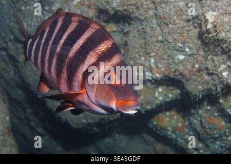 Red Moki (Cheilodactylus spectabilis), auch bekannt als Banded Morwong oder nanua, am felsigen Riff der Mermaid’s Kitchen im Taputeranga Marine Reserve, Wellington Stockfoto