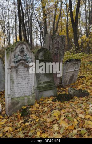 Gruppe verwitterter jüdischer Grabsteine, die zwischen Herbstblättern auf dem Waldfriedhof von Jaroslaw, Polen, verstreut sind. Stockfoto