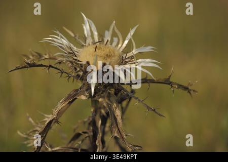 Silberdistel (Carlina acaulis), Naturfotografie, Weinberg, Huenfeld, Rhoen, Bayern, Deutschland Stockfoto