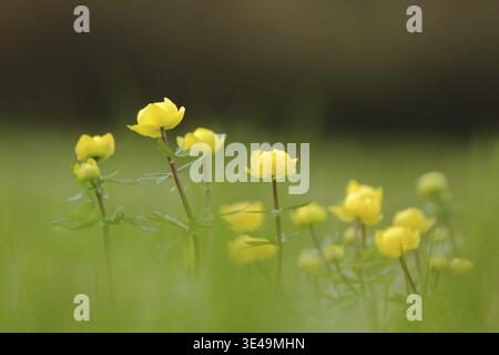 Gruppe Europäische Trollblume (Trollius europaeus), Naturfotografie, UNESCO, Biosphärenreservat, lange Rhoen, Bayern, Deutschland Stockfoto