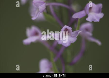 Fleckorchidee (Dactylorhiza fuchsii), Makrofotografie, Naturfotografie, Oberwaldbehrungen, Rhoen, Bayern, Deutschland Stockfoto