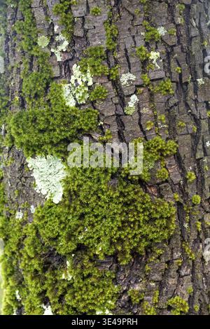 Baumrinde mit natürlicher Textur mit leuchtendem grünem Moos und hellem Flechtenwuchs Stockfoto