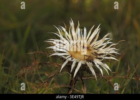 Silberdistel (Carlina acaulis), Naturfotografie, Weinberg, Huenfeld, Rhoen, Bayern, Deutschland Stockfoto