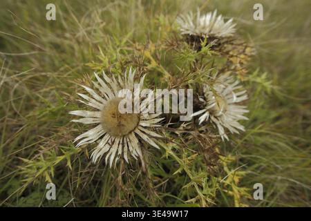 Silberdistel (Carlina acaulis), Naturfotografie, Weinberg, Huenfeld, Rhoen, Bayern, Deutschland Stockfoto
