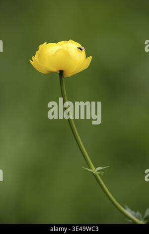 Europäische Trollblume (Trollius europaeus), Naturfotografie, UNESCO, Biosphärenreservat, lange Rhoen, Bayern, Deutschland Stockfoto