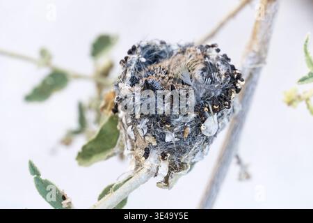Wildes Kolibris Nest auf einem Zweig mit zwei Babys darin Stockfoto