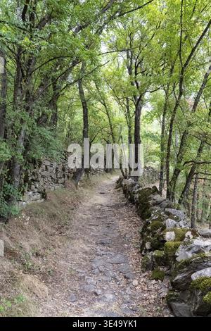 Historischer Pfad, der sich durch Wälder mit moosigen Trockenmauern schlängelt, Occitanie, Frankreich Stockfoto