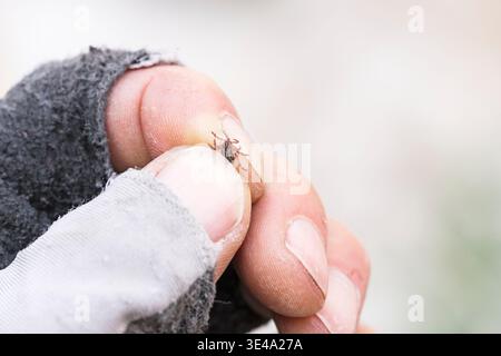 Männliche Westernhundezecke in den Fingern einer bemannten Hand mit Sonnenhandschuhen gehalten Stockfoto