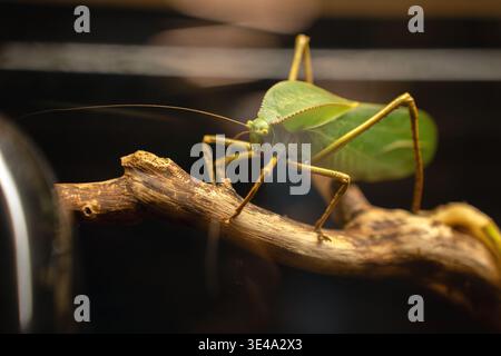 Makroaufnahme eines leuchtend grünen Katydid, das auf einem strukturierten braunen Zweig in einem dunklen Terrarium thront, mit langen, zarten Antennen, die sich über dunkle Böcke erstrecken Stockfoto