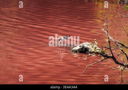 Schwarzhalsstelzen waten in der roten Lagune auf Isabela Island, Galapagos Stockfoto