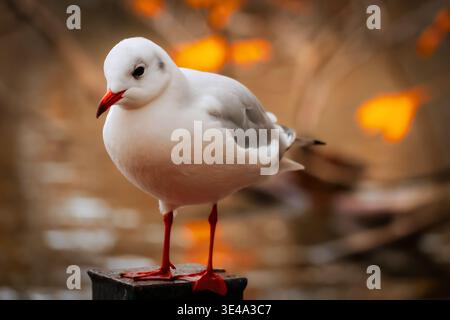 Möwe auf einem Pfosten mit warmem, verschwommenem Hintergrund, mit detailliertem Gefieder und rotem Schnabel Stockfoto