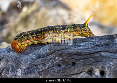 Weiß gesäumte Sphinx, Hyles lineata, caterpillar im Anza-Borrego Desert State Park, Kalifornien, USA Stockfoto